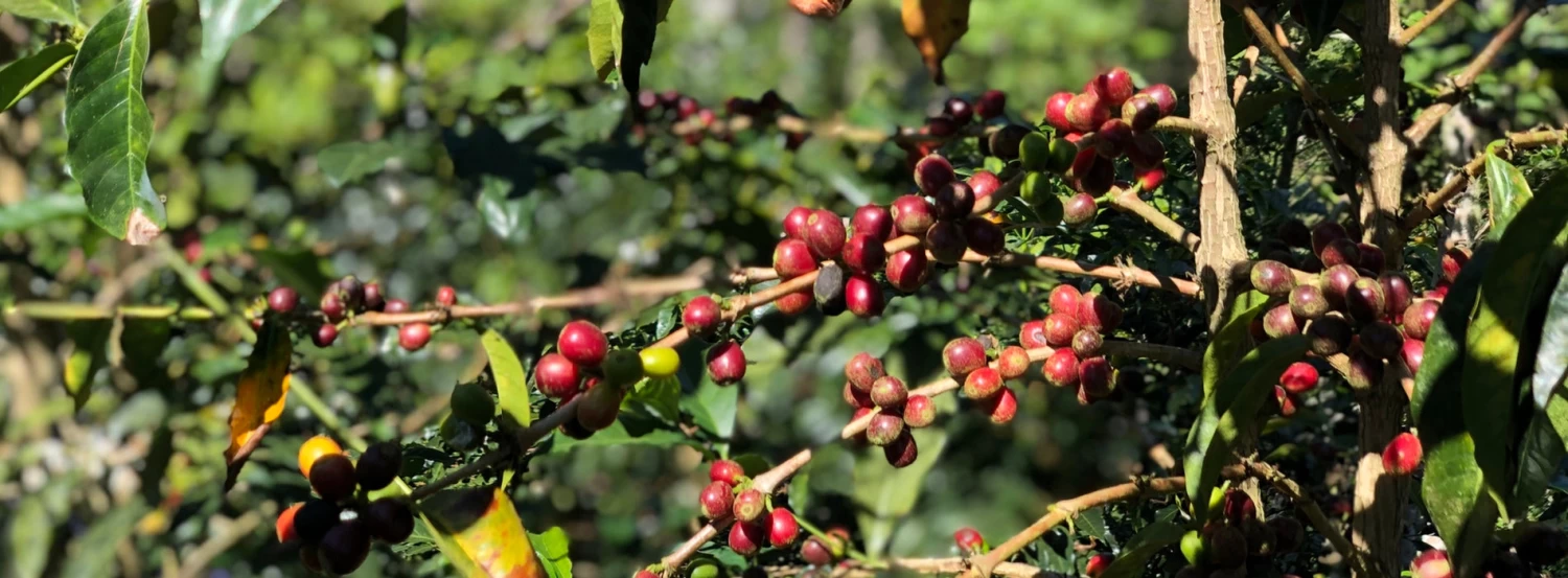 Joe Bean Espresso Blend 4 Joe Bean Espresso Blend - Image 4